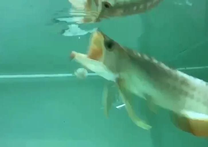 如何改造彩蝶龍魚缸以適應海水魚：彩蝶龍魚缸改造成適合海水生物的環境適合飼養海水魚的環境