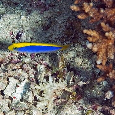如何改造彩蝶龍魚缸以適應海水魚：彩蝶龍魚缸改造成適合海水生物的環境適合飼養海水魚的環境