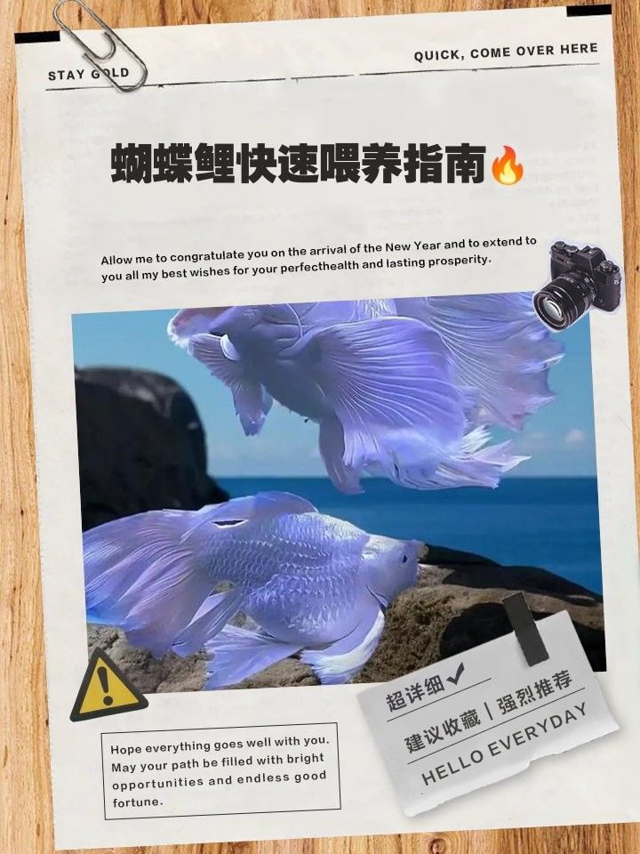 蝴蝶鯉的最佳飼料有哪些：蝴蝶鯉十大最佳飼料