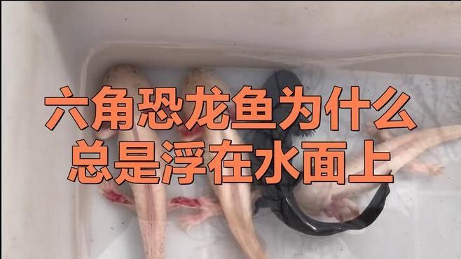 六角恐龍魚不動，應該怎么辦：六角恐龍魚不動可能是由于多種原因引起的