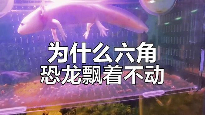 六角恐龍魚不動，應該怎么辦：六角恐龍魚不動可能是由于多種原因引起的