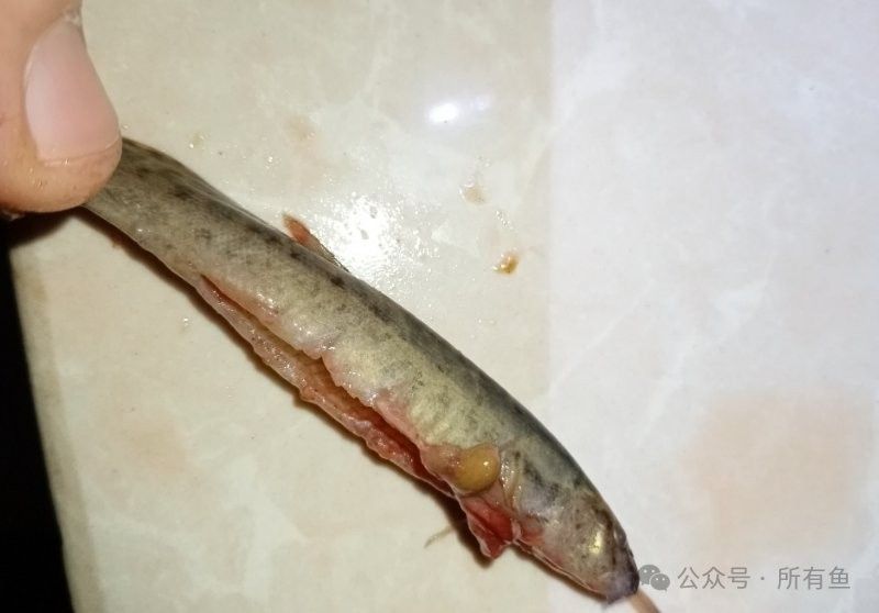 哪些情況下會導致龍魚爛鰭爛尾：龍魚爛鰭爛尾怎么辦