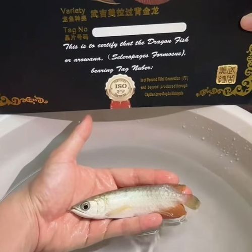 如何辨別龍魚漁場的真?zhèn)危浚喝绾伪鎰e龍魚漁場的真?zhèn)? title=