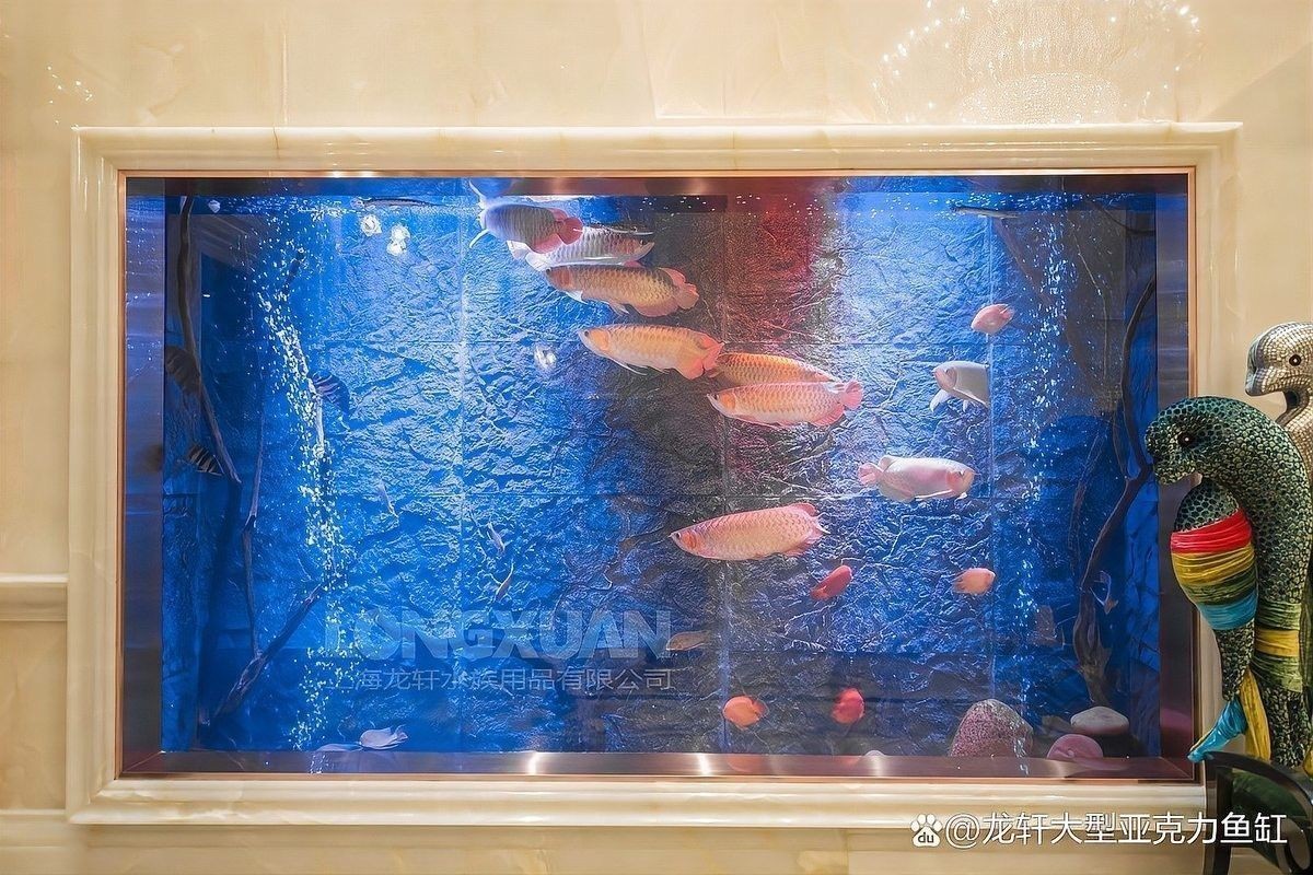 龍魚缸背景材質有哪些選擇：常見的龍魚缸背景材質及其特點，龍魚缸背景選擇大揭秘