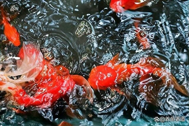 金頭過背在野外能活多久？：養魚小藝金魚長壽秘密大揭秘:金頭過背在野外能活多久