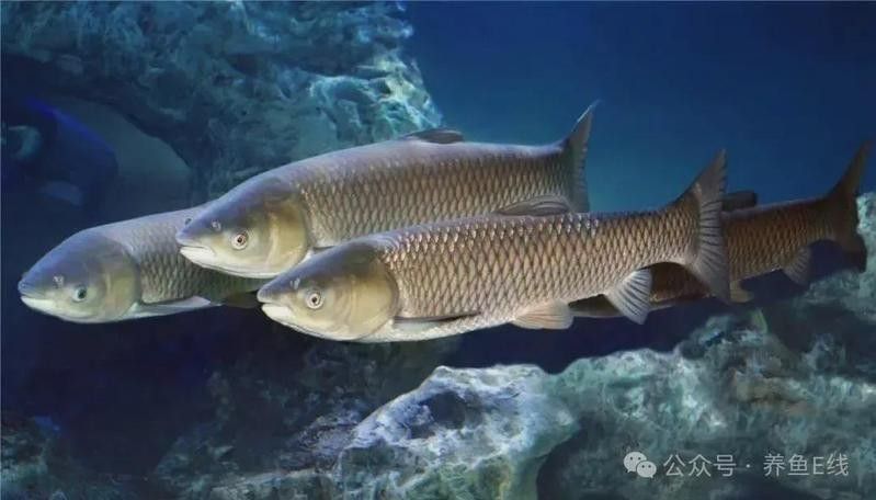 金頭過背在野外能活多久？：養魚小藝金魚長壽秘密大揭秘:金頭過背在野外能活多久
