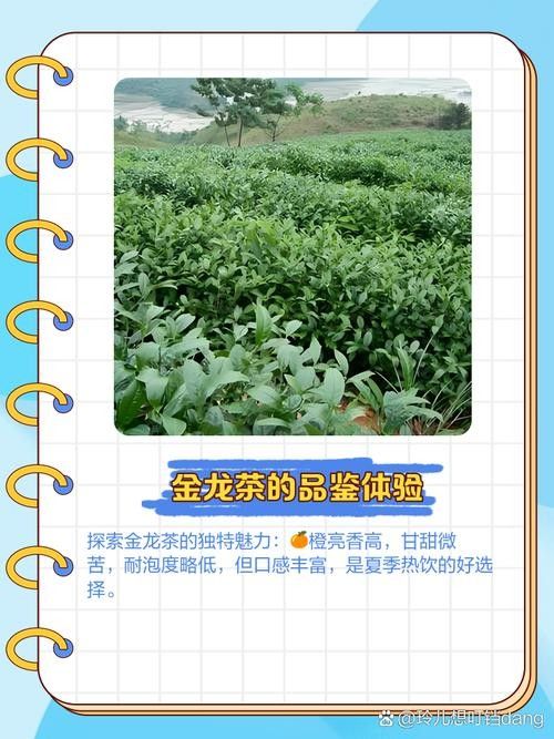 如何沖泡金龍系列茶葉？：沖泡金龍系列茶葉的基本步驟