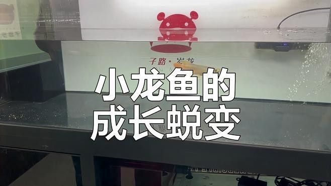 如何判斷號半龍魚是否成熟？：如何判斷半龍魚是否成熟？