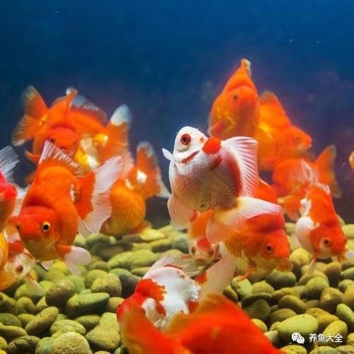 檢疫期間需要換水嗎？：新魚入缸科學檢疫全流程指南,觀賞魚水族館老板必收藏魚聞天下