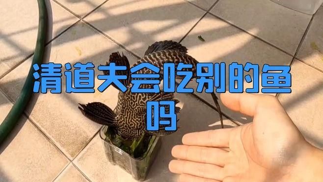清道夫會攻擊龍魚嗎？：清道夫與龍魚的共存需謹慎評估環境與個體差異