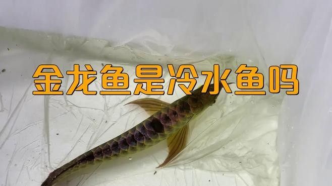 金龍魚在低溫下會怎樣：水溫下降對觀賞魚的影響及應(yīng)對方法 金龍魚在低溫下會怎樣：水溫下降對觀賞魚的影響及應(yīng)對方法 龍魚百科 第7張