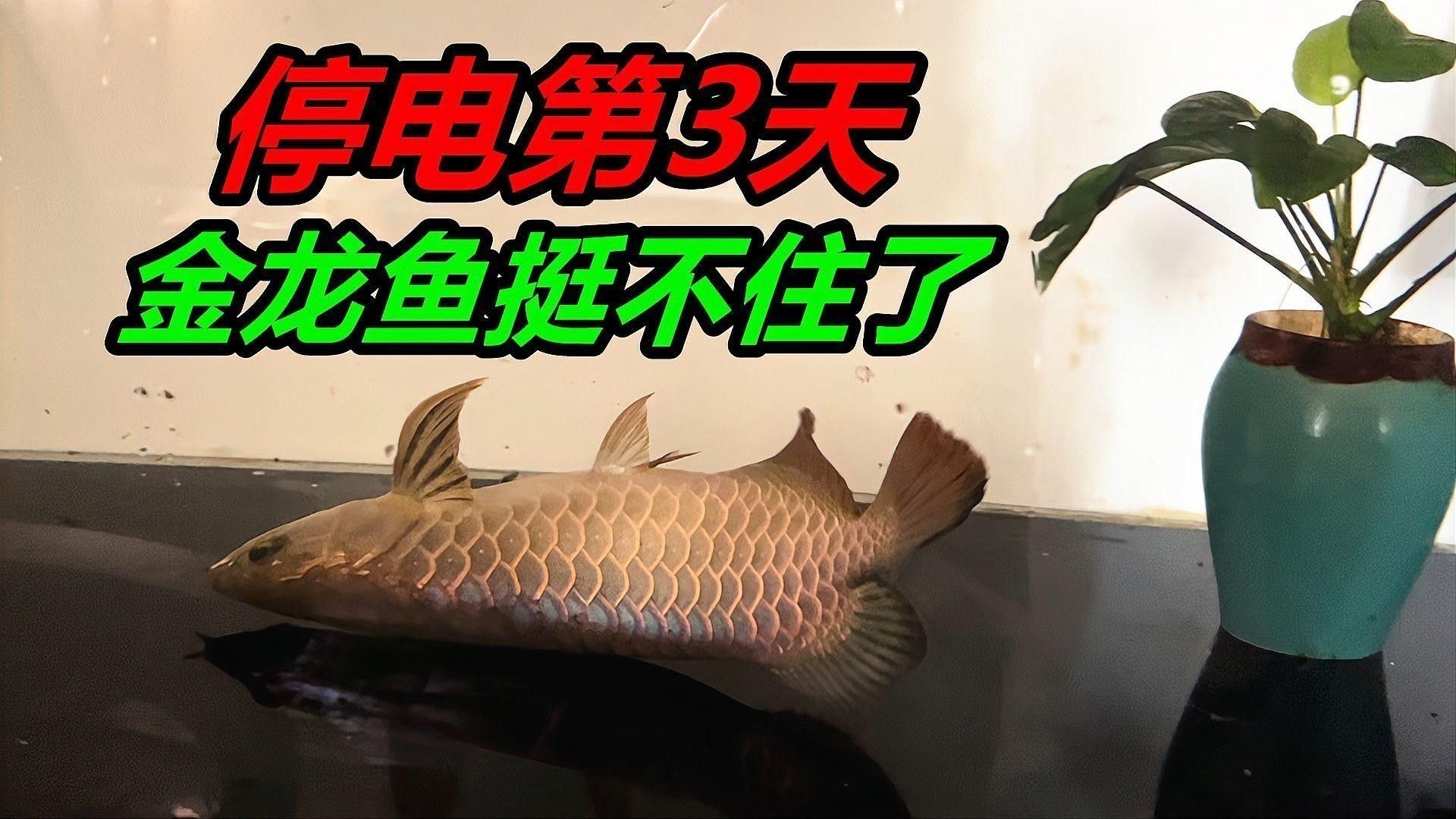 金龍魚在低溫下會怎樣：水溫下降對觀賞魚的影響及應(yīng)對方法 金龍魚在低溫下會怎樣：水溫下降對觀賞魚的影響及應(yīng)對方法 龍魚百科 第6張