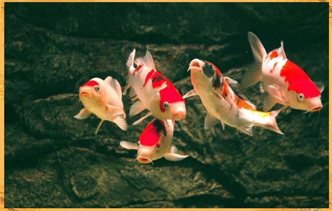金龍魚在低溫下會怎樣：水溫下降對觀賞魚的影響及應(yīng)對方法 金龍魚在低溫下會怎樣：水溫下降對觀賞魚的影響及應(yīng)對方法 龍魚百科 第15張