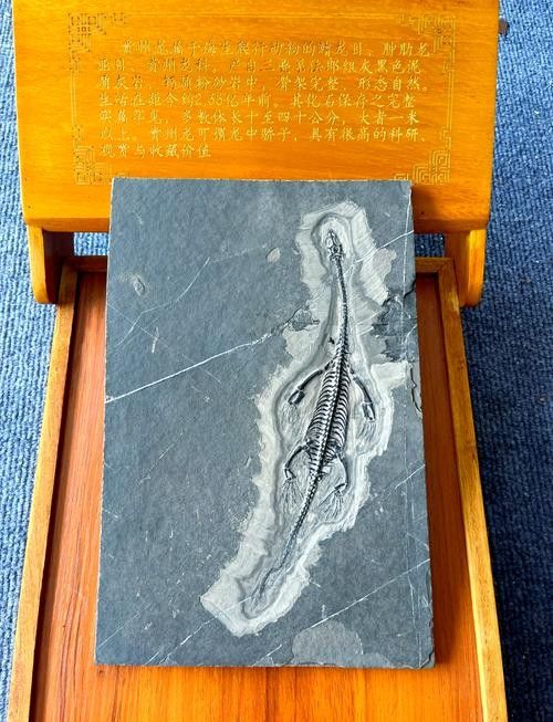 錆假龍有哪些用途:“假龍在《原神》中的主要用途 龍魚百科 第4張 錆假龍有哪些用途:“假龍在《原神》中的主要用途 錆假龍有哪些用途:“假龍在《原神》中的主要用途 龍魚百科 第4張