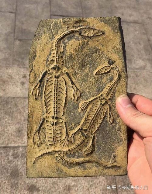 錆假龍有哪些用途:“假龍在《原神》中的主要用途 龍魚百科 第2張 錆假龍有哪些用途:“假龍在《原神》中的主要用途 錆假龍有哪些用途:“假龍在《原神》中的主要用途 龍魚百科 第2張