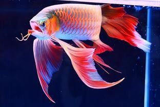 哈爾濱龍魚魚苗批發商的價格如何？：哈爾濱龍魚魚苗批發價格、批發報價、報價、報價大全 哈爾濱龍魚魚苗批發商的價格如何？：哈爾濱龍魚魚苗批發價格、批發報價、報價、報價大全 龍魚百科 第12張