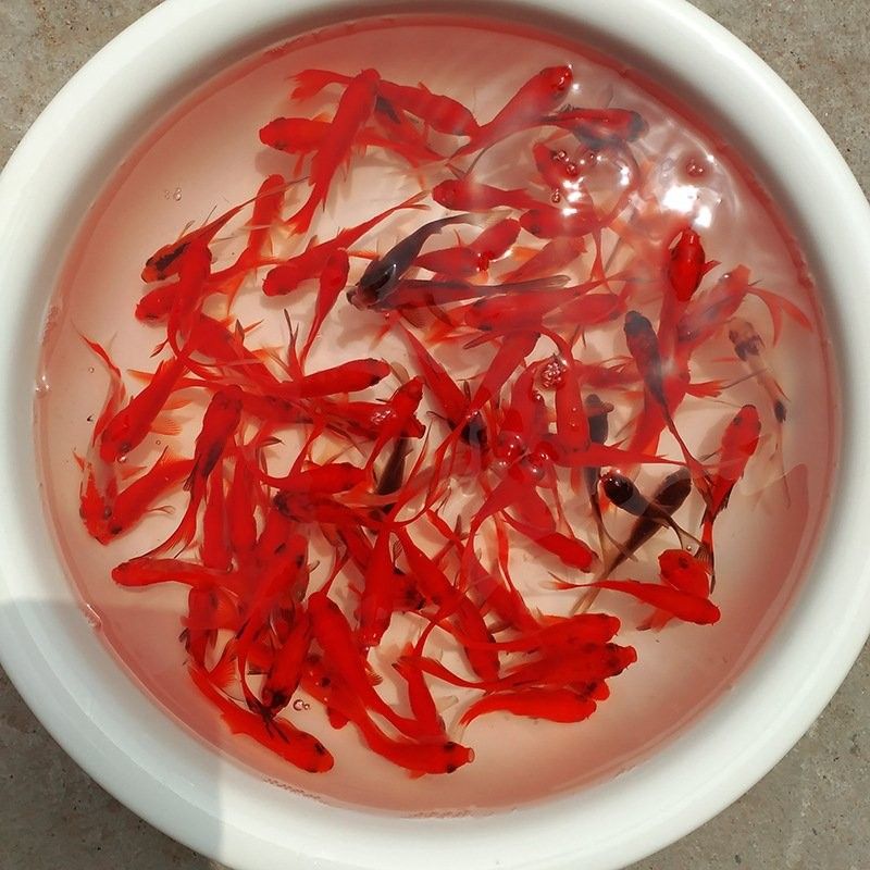 哈爾濱龍魚魚苗批發商的價格如何？：哈爾濱龍魚魚苗批發價格、批發報價、報價、報價大全 哈爾濱龍魚魚苗批發商的價格如何？：哈爾濱龍魚魚苗批發價格、批發報價、報價、報價大全 龍魚百科 第19張