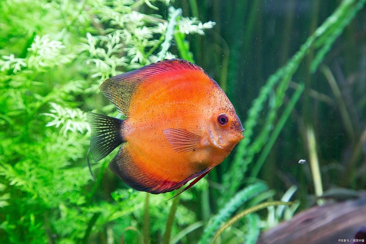 七彩龍魚混養(yǎng)建議：七彩龍魚混養(yǎng)需要多長時間適合與其他魚類混養(yǎng)的魚類 七彩龍魚混養(yǎng)建議：七彩龍魚混養(yǎng)需要多長時間適合與其他魚類混養(yǎng)的魚類 龍魚百科 第6張