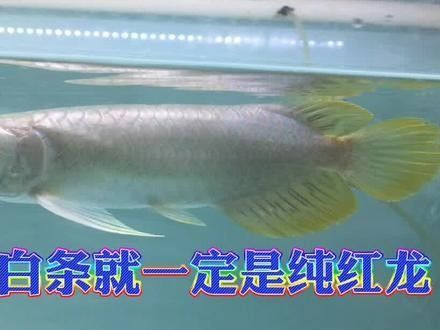 紅龍魚芯片編碼有被偽造的風險嗎：偽造紅龍魚芯片的風險 紅龍魚芯片編碼有被偽造的風險嗎：偽造紅龍魚芯片的風險 龍魚百科 第3張