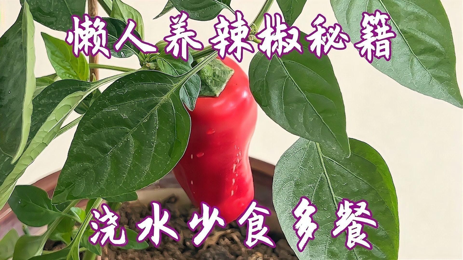 紅龍辣椒多久澆一次水？：紅龍辣椒澆水頻率的詳細(xì)指南