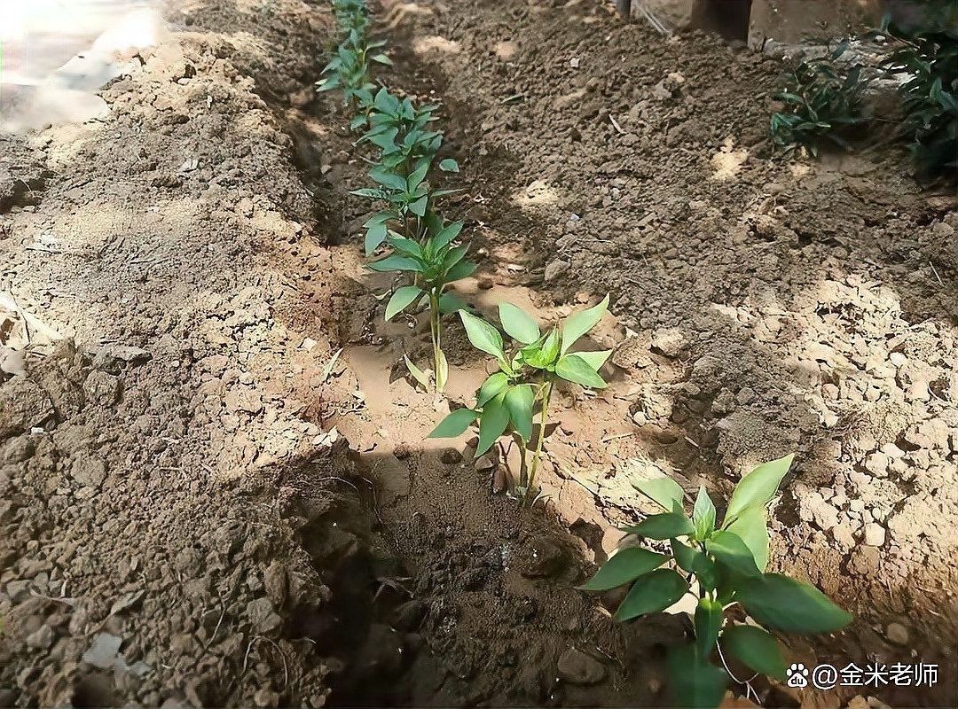 紅龍辣椒多久澆一次水？：紅龍辣椒澆水頻率的詳細(xì)指南