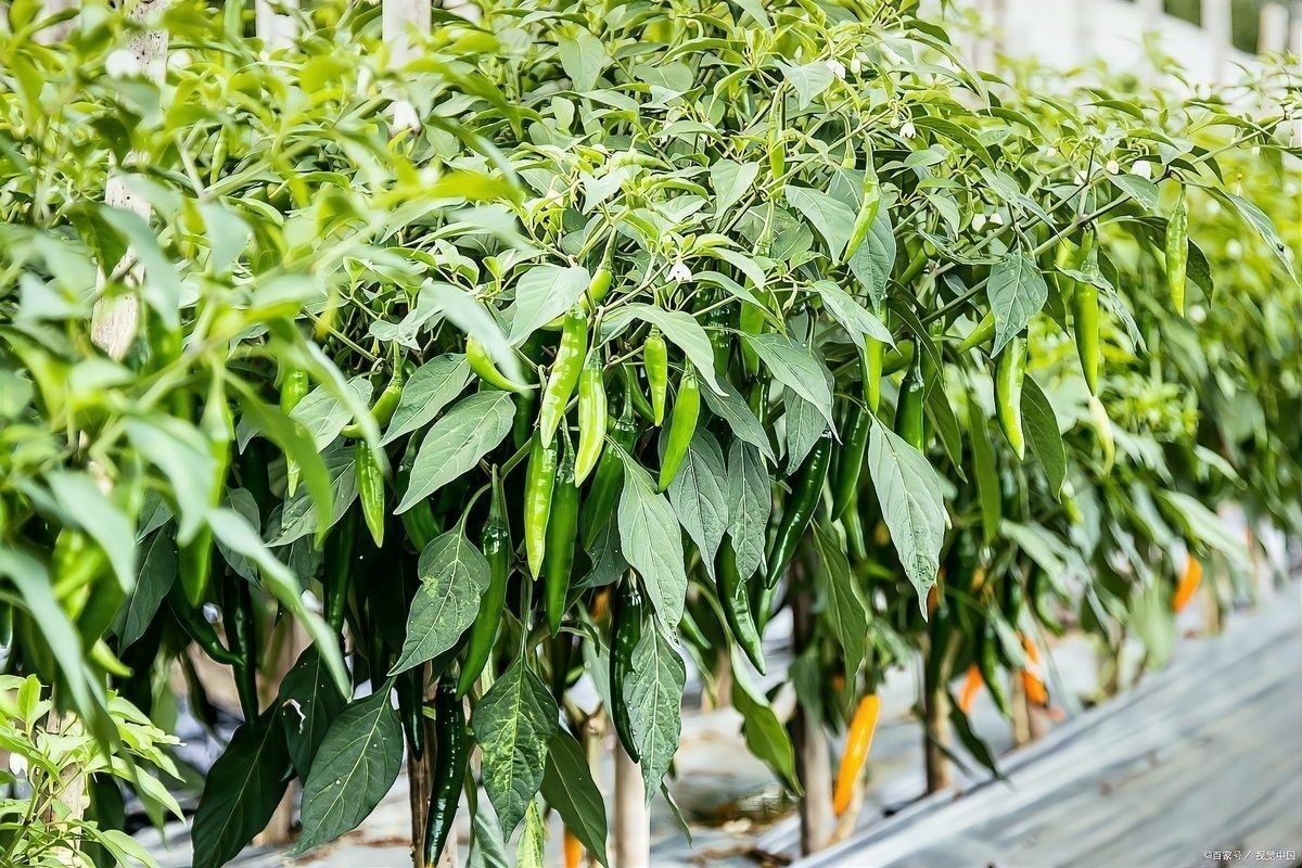 紅龍辣椒多久澆一次水？：紅龍辣椒澆水頻率的詳細(xì)指南