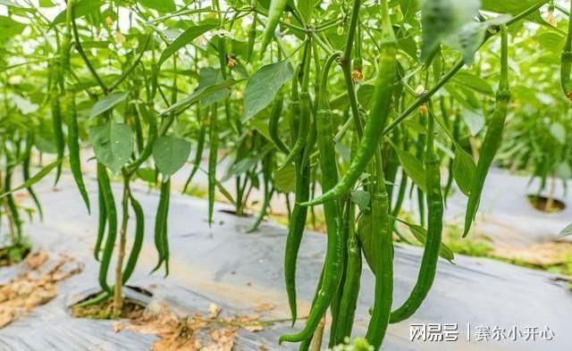 紅龍辣椒多久澆一次水？：紅龍辣椒澆水頻率的詳細(xì)指南