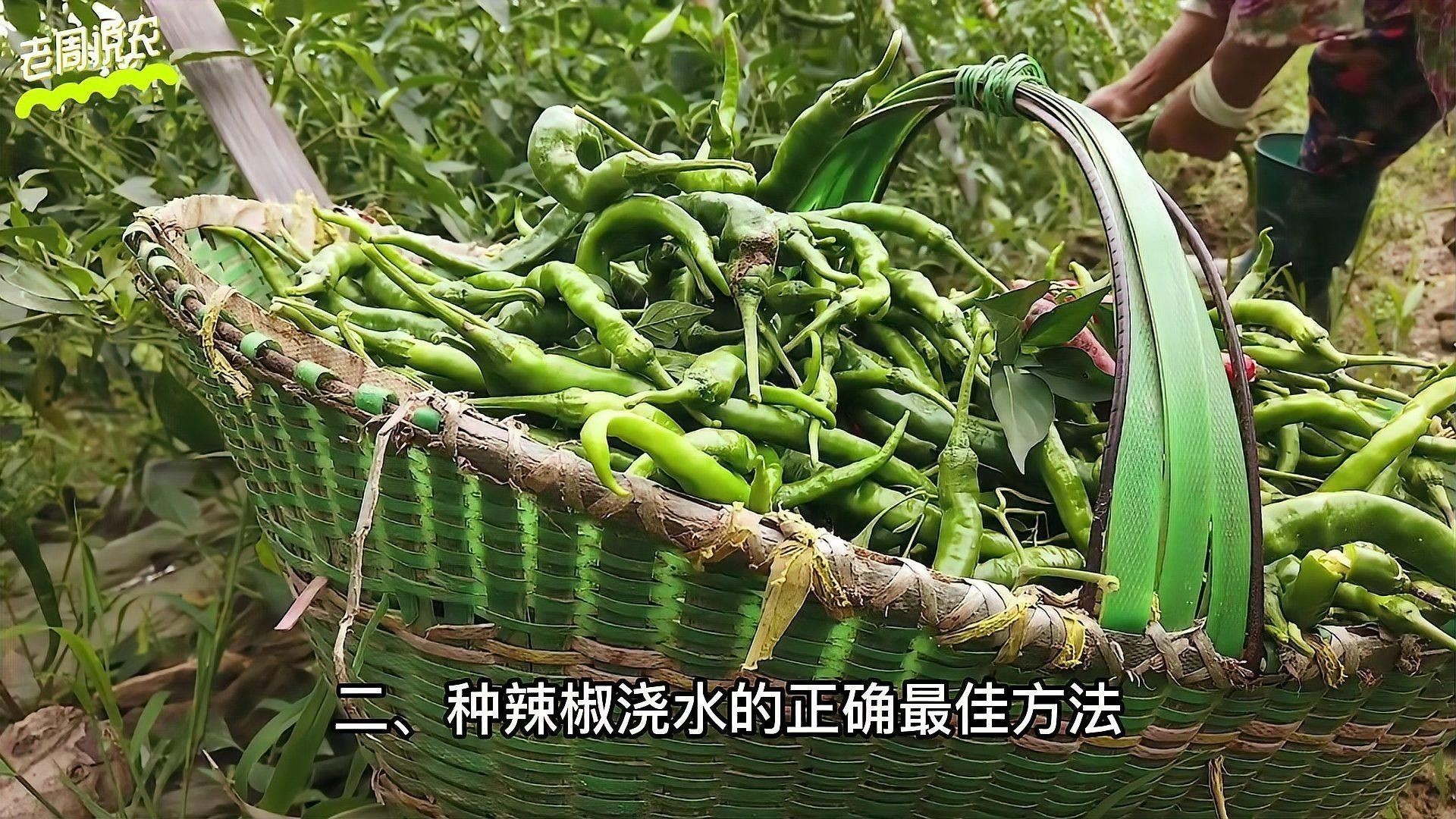 紅龍辣椒多久澆一次水？：紅龍辣椒澆水頻率的詳細(xì)指南