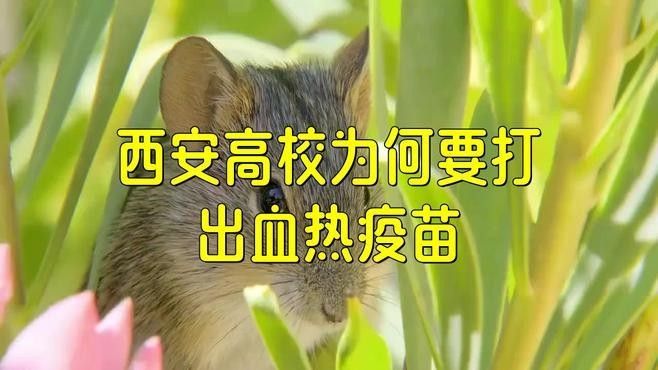 哪些情況下需要接種出血熱疫苗？：出血熱疫苗接種后有哪些注意事項？