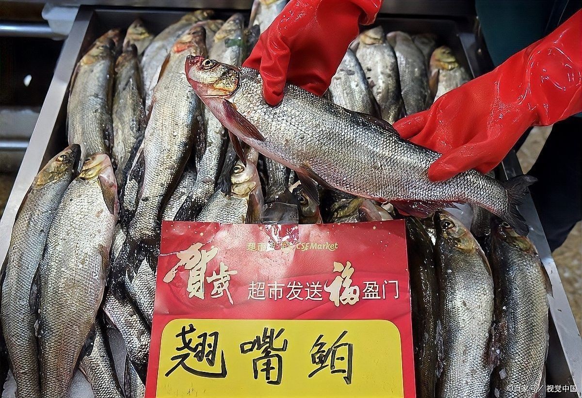 金龍魚和翹嘴魚哪個更稀有：福建小伙溪流撈起米級金龍魚罕見至極網友：這像泥鰍
