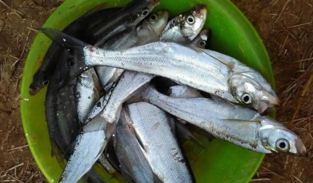 金龍魚和翹嘴魚哪個更稀有：福建小伙溪流撈起米級金龍魚罕見至極網友：這像泥鰍