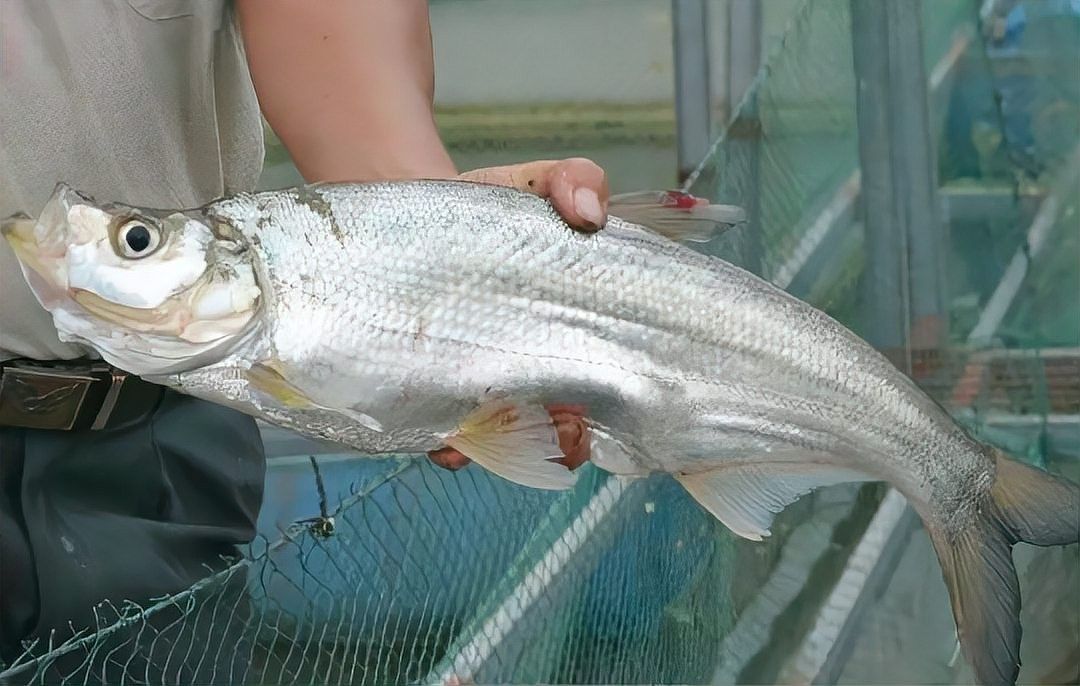 金龍魚和翹嘴魚哪個更稀有：福建小伙溪流撈起米級金龍魚罕見至極網友：這像泥鰍