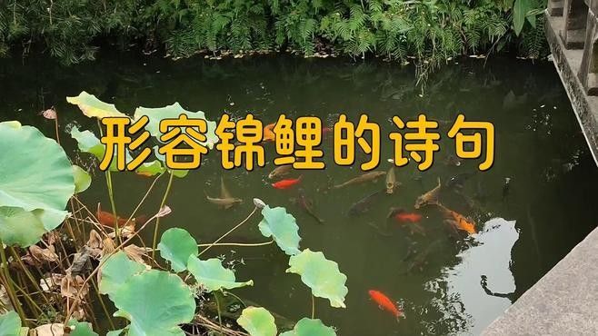 鯉魚在哪些詩詞中被提及：中國古代詩詞中的鯉魚