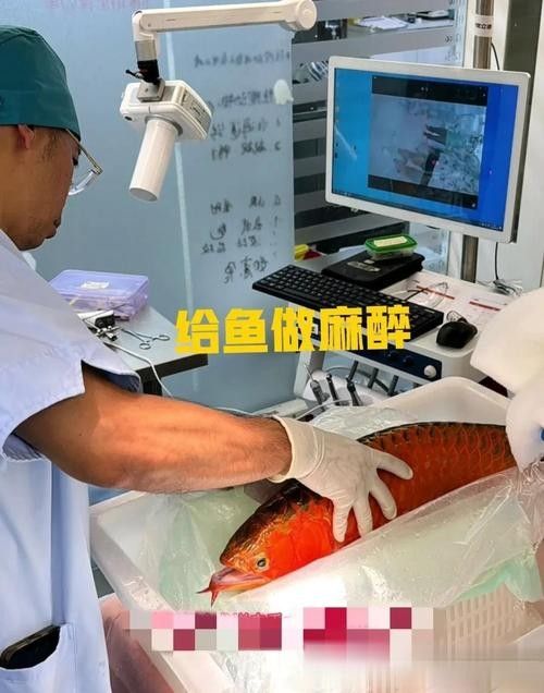 哪種龍魚麻醉藥最安全？：探討龍魚麻醉藥的安全性時我們需要考慮多個因素 哪種龍魚麻醉藥最安全？：探討龍魚麻醉藥的安全性時我們需要考慮多個因素 龍魚百科 第2張