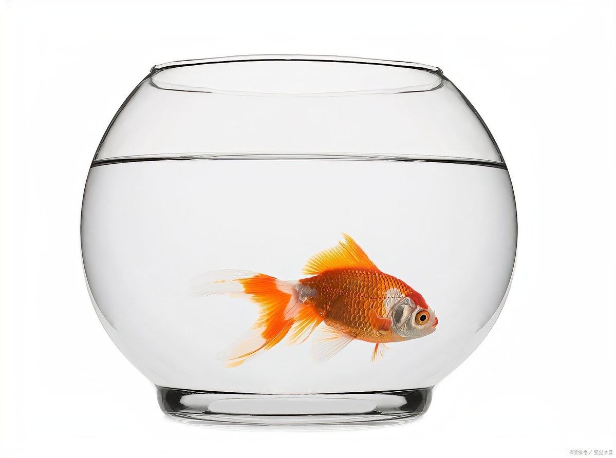 龍魚(yú)換水加鹽的具體步驟：魚(yú)缸換水加鹽正確方法家居花草指南魚(yú)缸換水加鹽正確方法