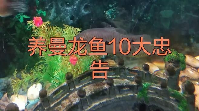 曼龍魚多久換一次水？：曼龍魚多久換一次水 曼龍魚多久換一次水？：曼龍魚多久換一次水 龍魚百科 第1張