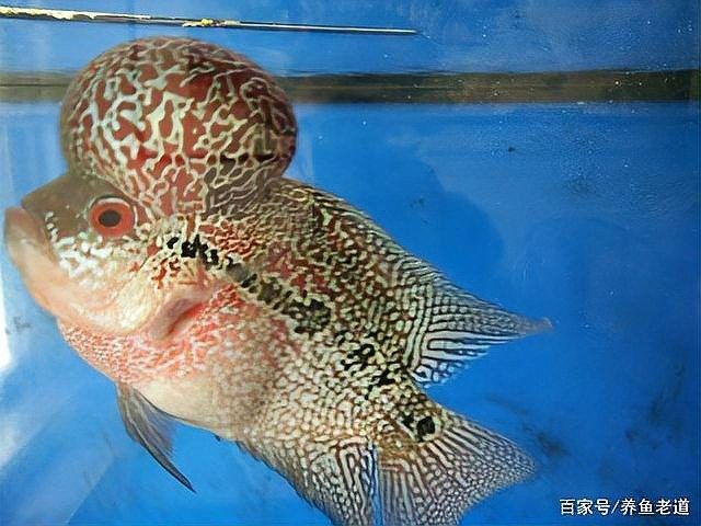 龍魚厭食升溫有效果嗎：養魚老道，龍魚拒食怎么辦，原因有哪些 龍魚厭食升溫有效果嗎：養魚老道，龍魚拒食怎么辦，原因有哪些 龍魚百科 第1張
