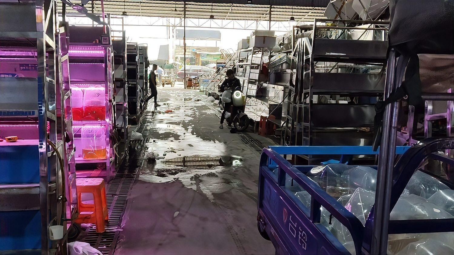 廣州龍魚批發市場的價格如何？：廣州龍魚批發市場價格