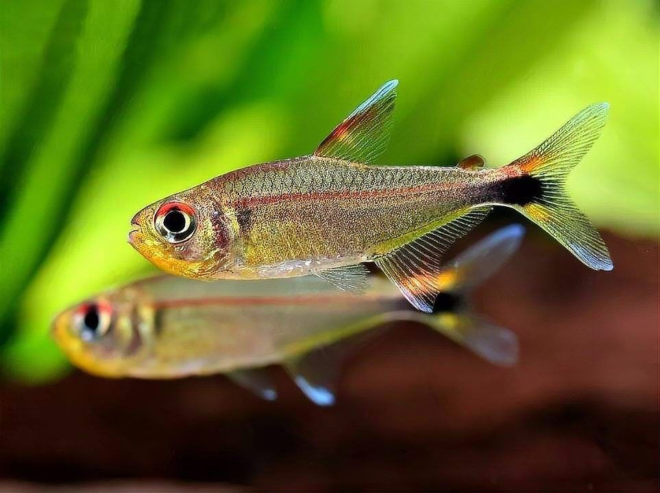 孔雀魚和燈科魚混養需要注意什么：孔雀魚和燈科魚混養的注意事項