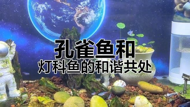 孔雀魚和燈科魚混養需要注意什么：孔雀魚和燈科魚混養的注意事項
