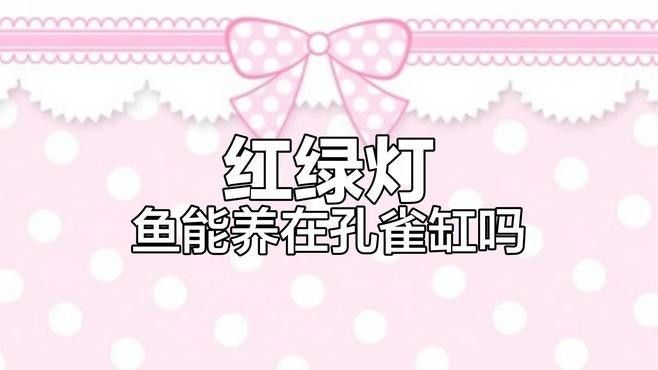 孔雀魚和燈科魚混養需要注意什么：孔雀魚和燈科魚混養的注意事項