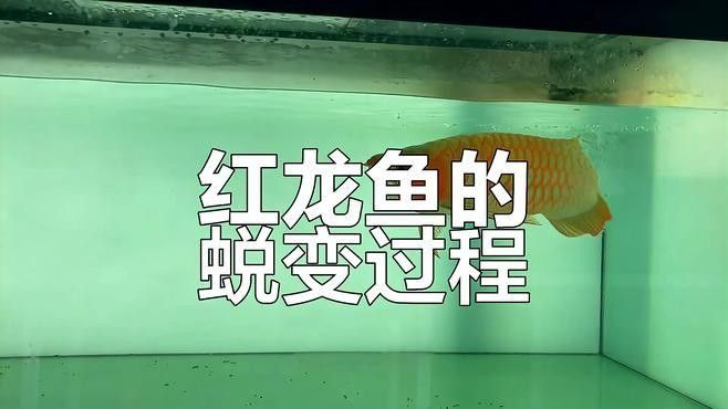 紅龍魚發色過程需要多長時間：紅龍魚發色過程你了解嗎