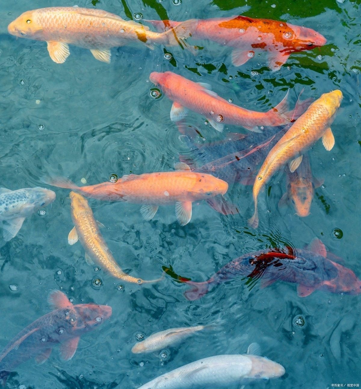 金龍魚水霉病多久能治愈：金龍魚水霉病怎么治療最快最有效魚百事通達人全攻略