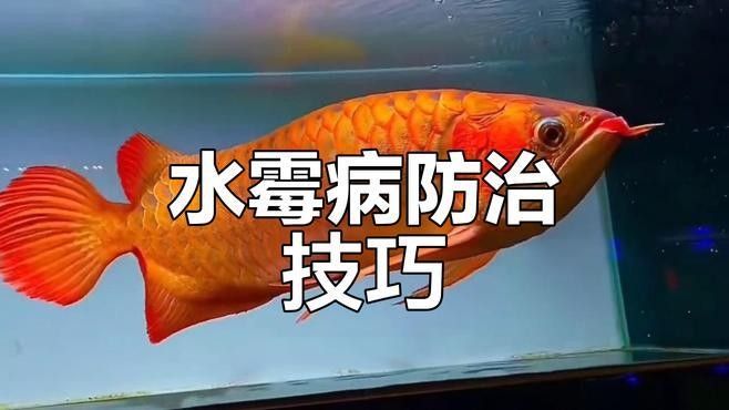 金龍魚水霉病多久能治愈：金龍魚水霉病怎么治療最快最有效魚百事通達人全攻略