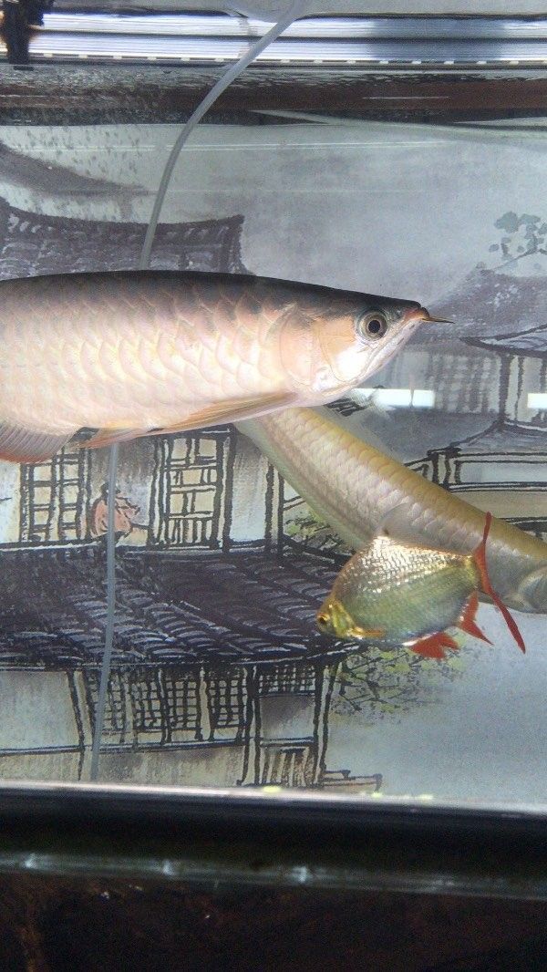 紅龍魚鱗片不亮是病嗎：紅龍魚鱗片變暗可能由多種原因引起紅龍魚鱗片變暗的原因以及應對 紅龍魚鱗片不亮是病嗎：紅龍魚鱗片變暗可能由多種原因引起紅龍魚鱗片變暗的原因以及應對 龍魚百科 第7張