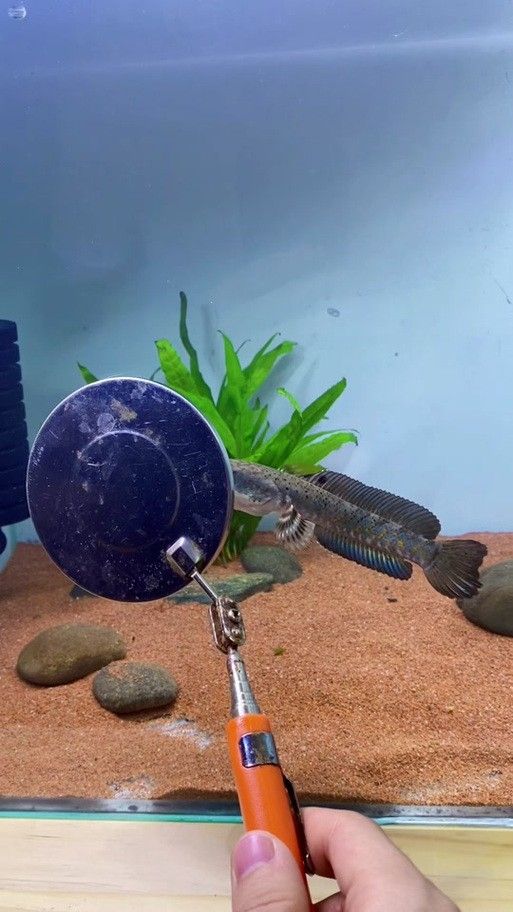 給我推薦一些幻紅雷龍魚混養案例：幻紅雷龍魚與其他魚類混養