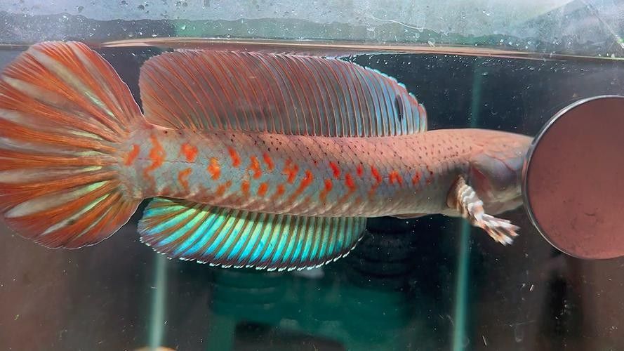 給我推薦一些幻紅雷龍魚混養案例：幻紅雷龍魚與其他魚類混養