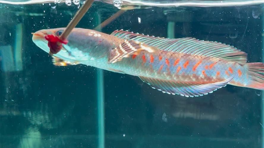 給我推薦一些幻紅雷龍魚混養案例：幻紅雷龍魚與其他魚類混養