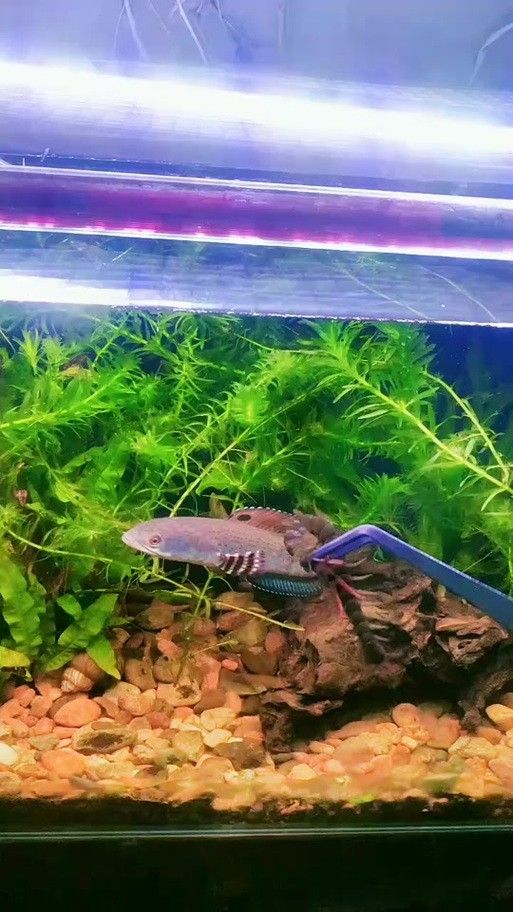 給我推薦一些幻紅雷龍魚混養案例：幻紅雷龍魚與其他魚類混養