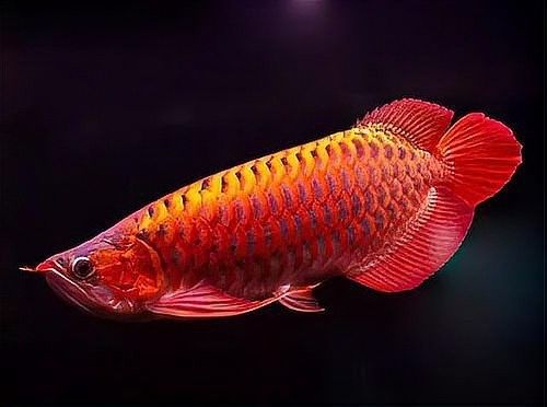 曹莊子花卉市場(chǎng)的紅龍魚質(zhì)量如何：如何挑選優(yōu)質(zhì)紅龍魚 曹莊子花卉市場(chǎng)的紅龍魚質(zhì)量如何：如何挑選優(yōu)質(zhì)紅龍魚 龍魚百科 第11張